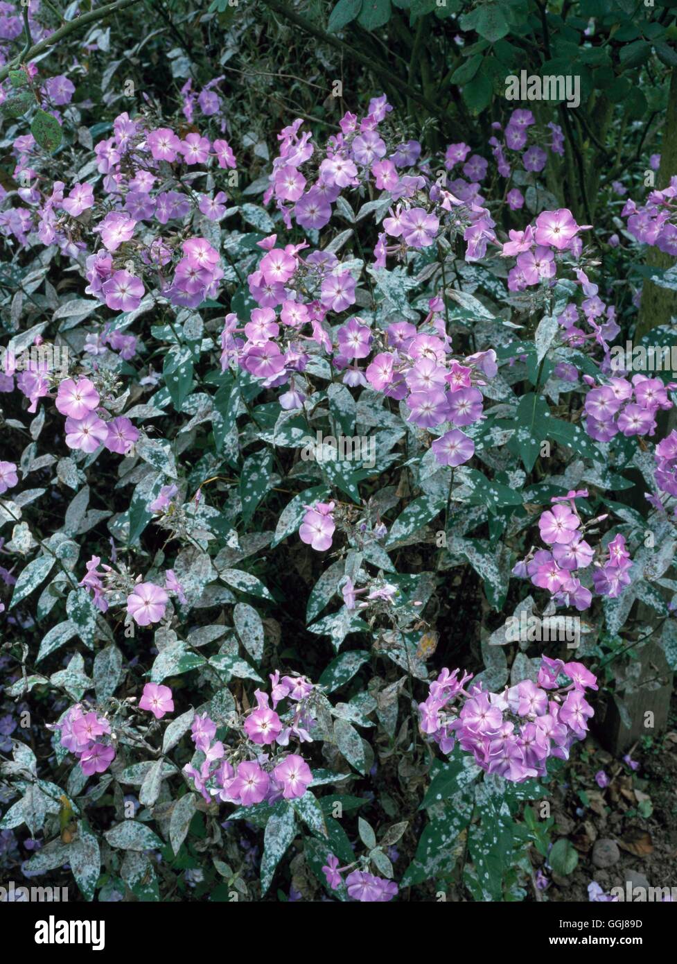 Mildew - on Phlox paniculata `Little Lady'   DIS095959 Stock Photo